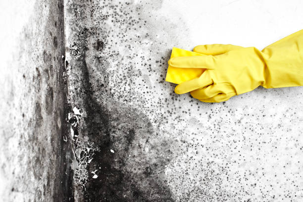 Best DIY Mold Remediation Support Services in Luther, OK