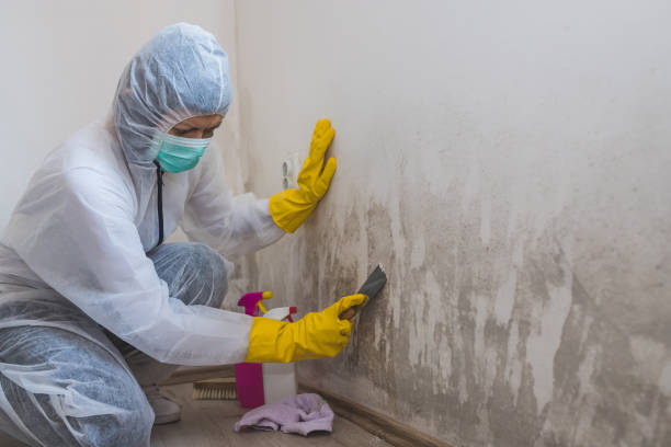 Best Kitchen Mold Remediation in Luther, OK