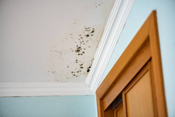Best Commercial Mold Remediation in Luther, OK