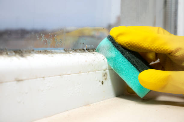 Best Localized Mold Remediation (e.g., coastal areas, humid climates) in Luther, OK