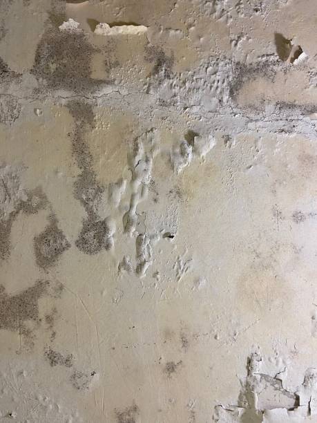 Best Black Mold Remediation in Luther, OK